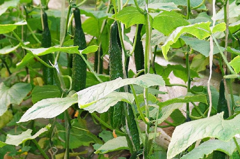 黄瓜苦味瓜的形成原因及防治方法,种植黄瓜口感涩怎么办