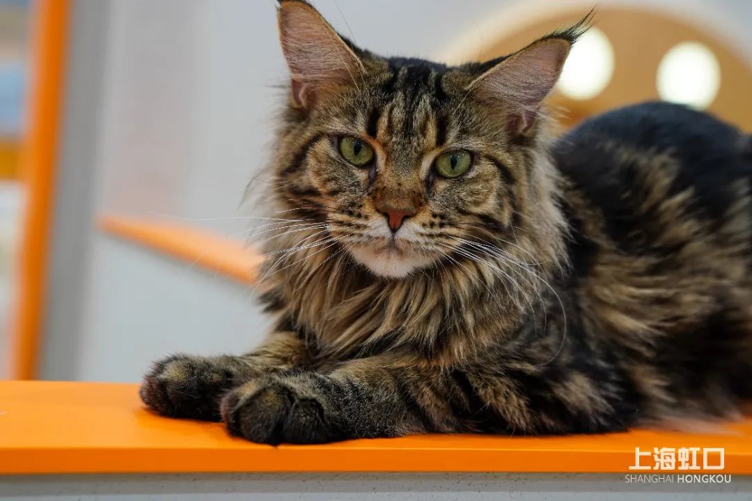 狗道宠物上海嘉定店,狗道宠物百联南方店