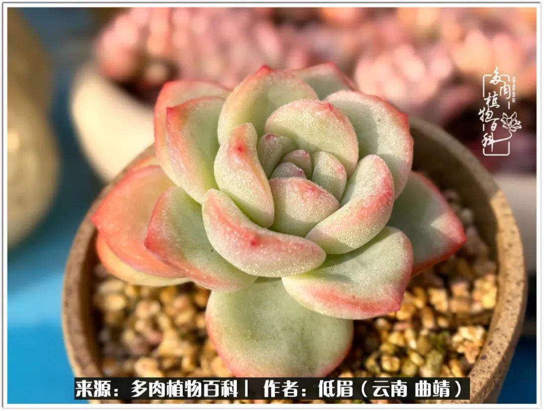 玉露多肉冬季分盆,玉露多肉怎样才能晶莹剔透