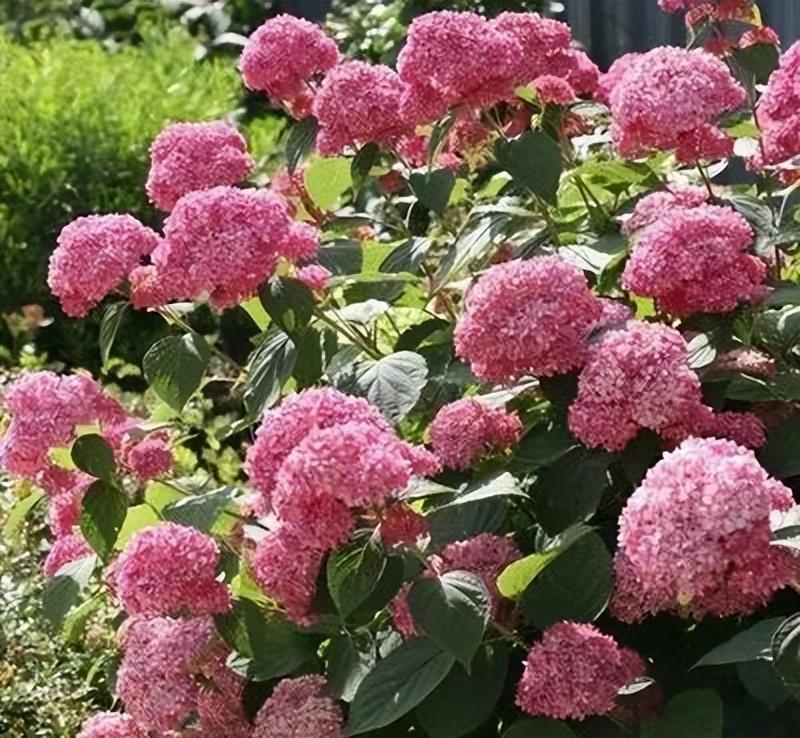 绣球花养护知识,夏天未开花的绣球10月怎么养护