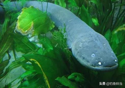 钓鱼时的趣事,钓鱼遇到的奇闻事