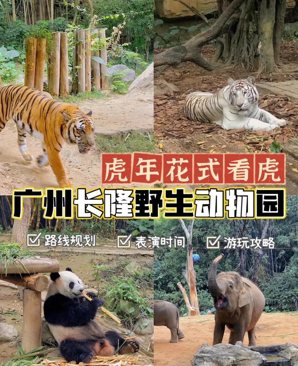 香江野生动物园和长隆野生动物园,广州长隆野生动物园可以开车进吗