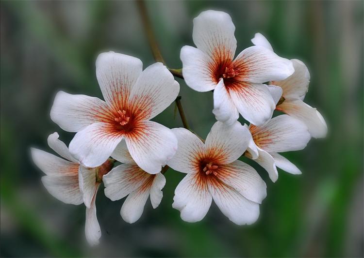 七夕节，不止用玫瑰“我爱你”，还有10种国产花卉，代表不俗的爱