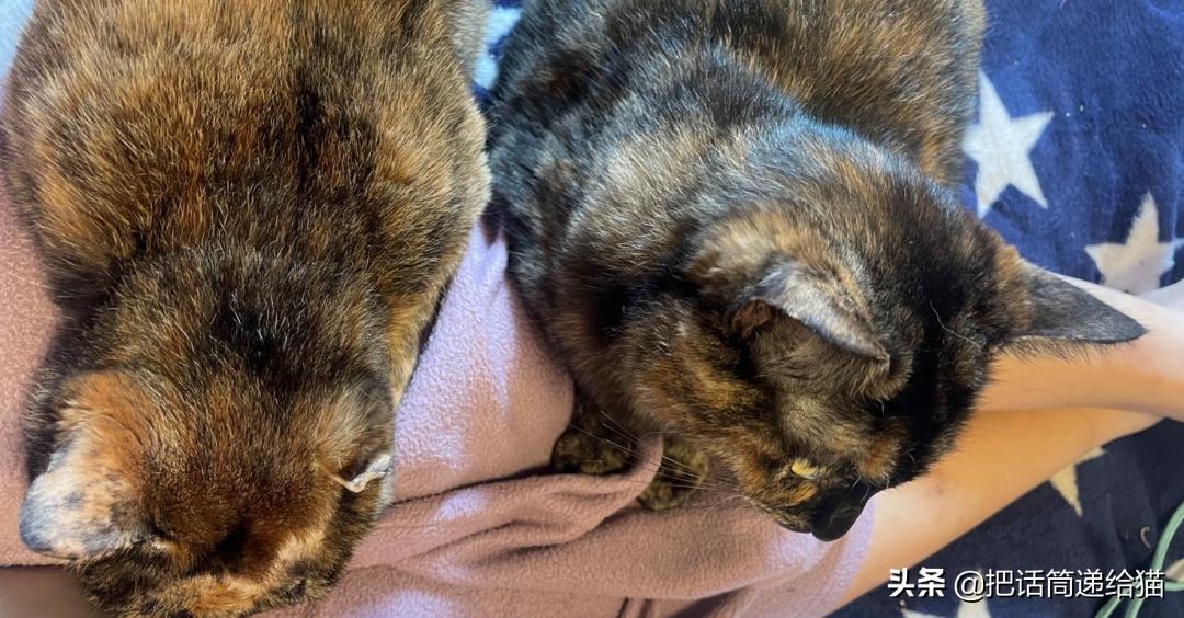 女孩救下一只差点被货车撞死的猫,小女孩救下乌鸦被夺走眼睛