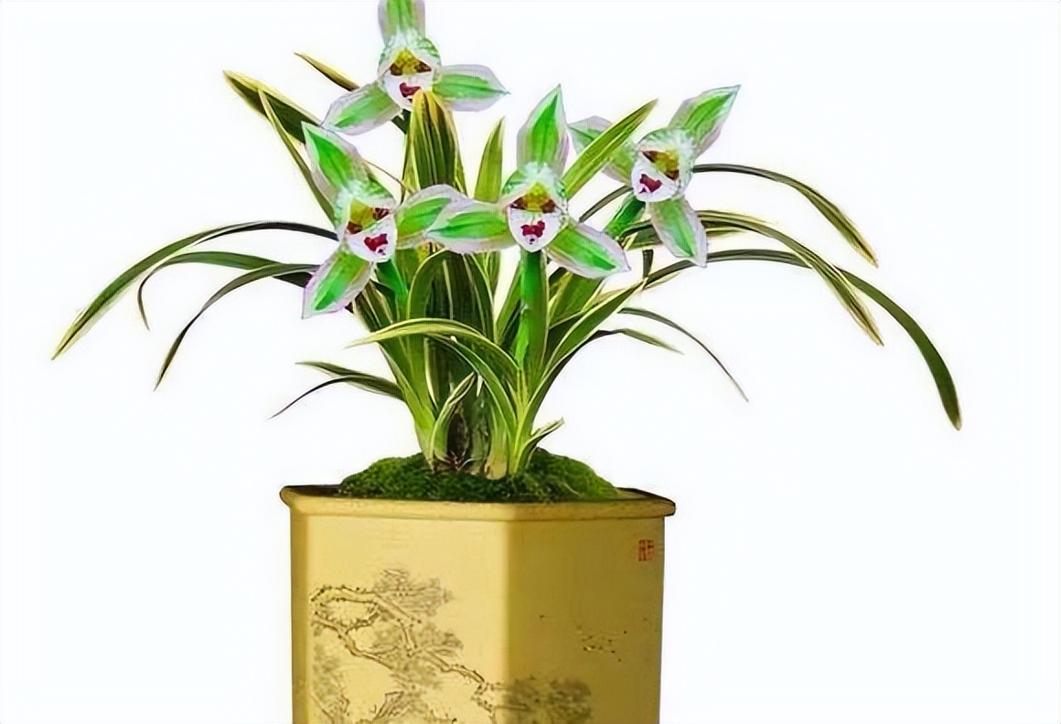 墨兰金边兰花哪个品种最好,兰花带金边的叫什么兰