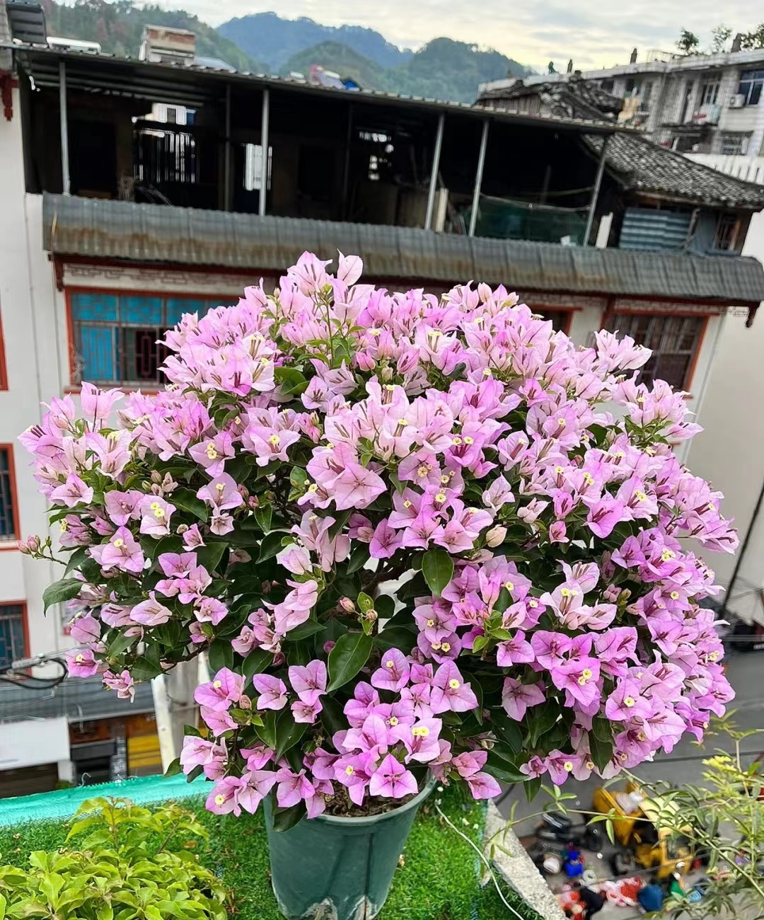 紫花三角梅怎么养,塔紫三角梅怎么养才开花多