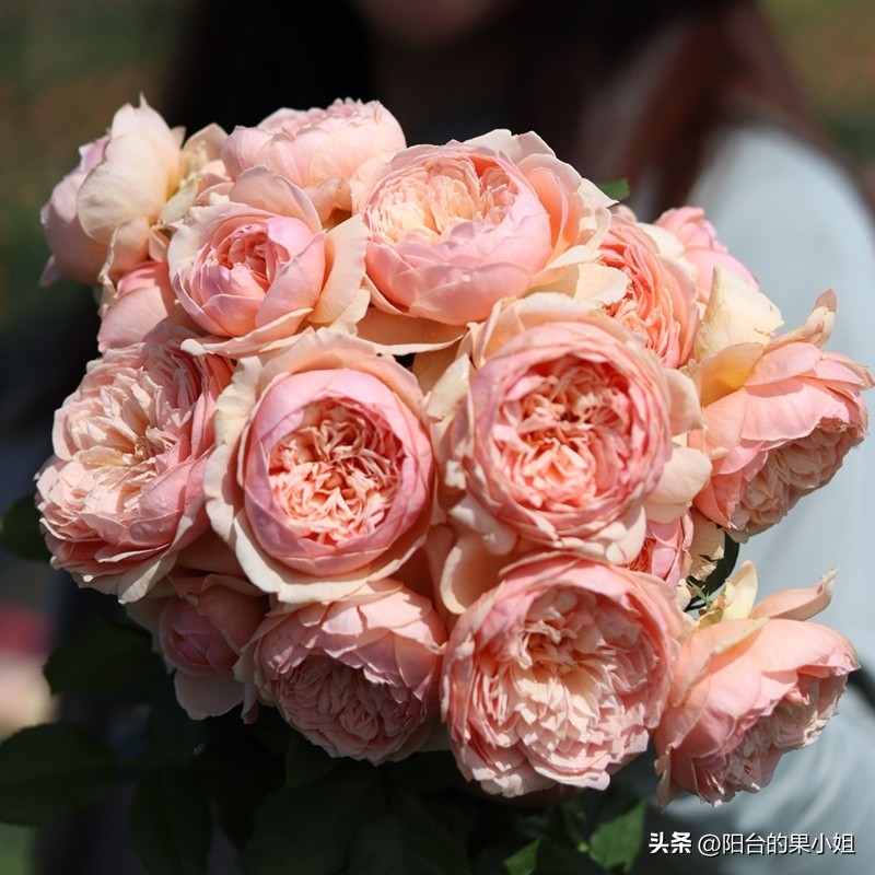 盘点那些容易“一日散”的月季,你还要奋不顾身的选择它们吗?