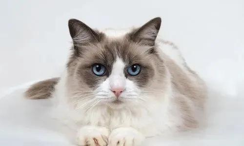 猫咪发情了怎么办？几个小妙招可以舒缓