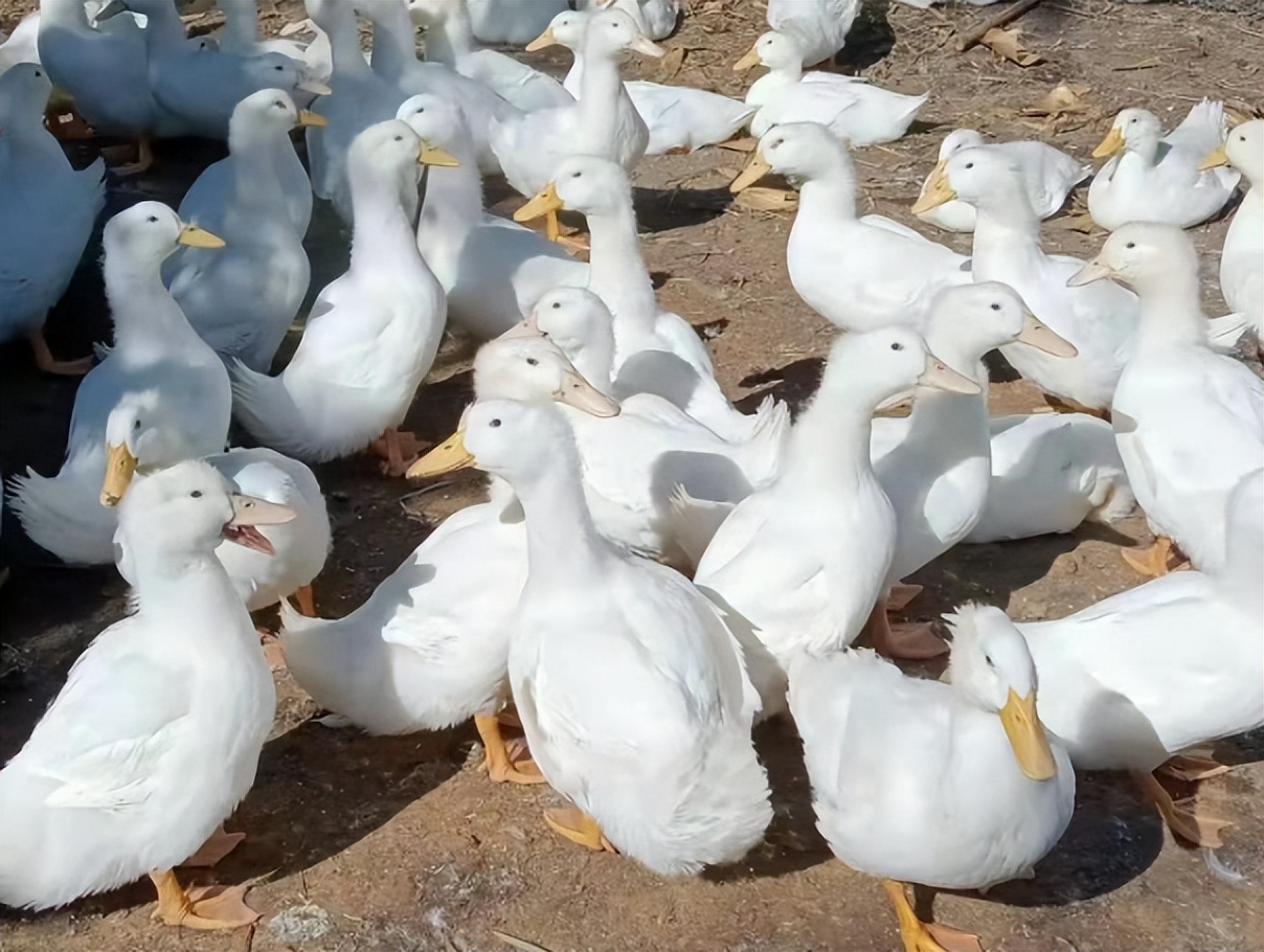 肉鸭感冒吃什么,鸭子感冒咳嗽用什么药