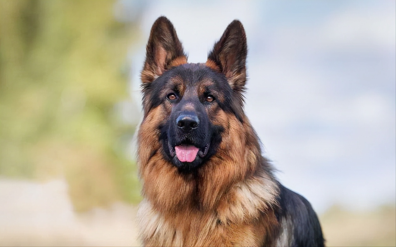 街上养大型狗犯法吗,养大狗不拴绳违法吗