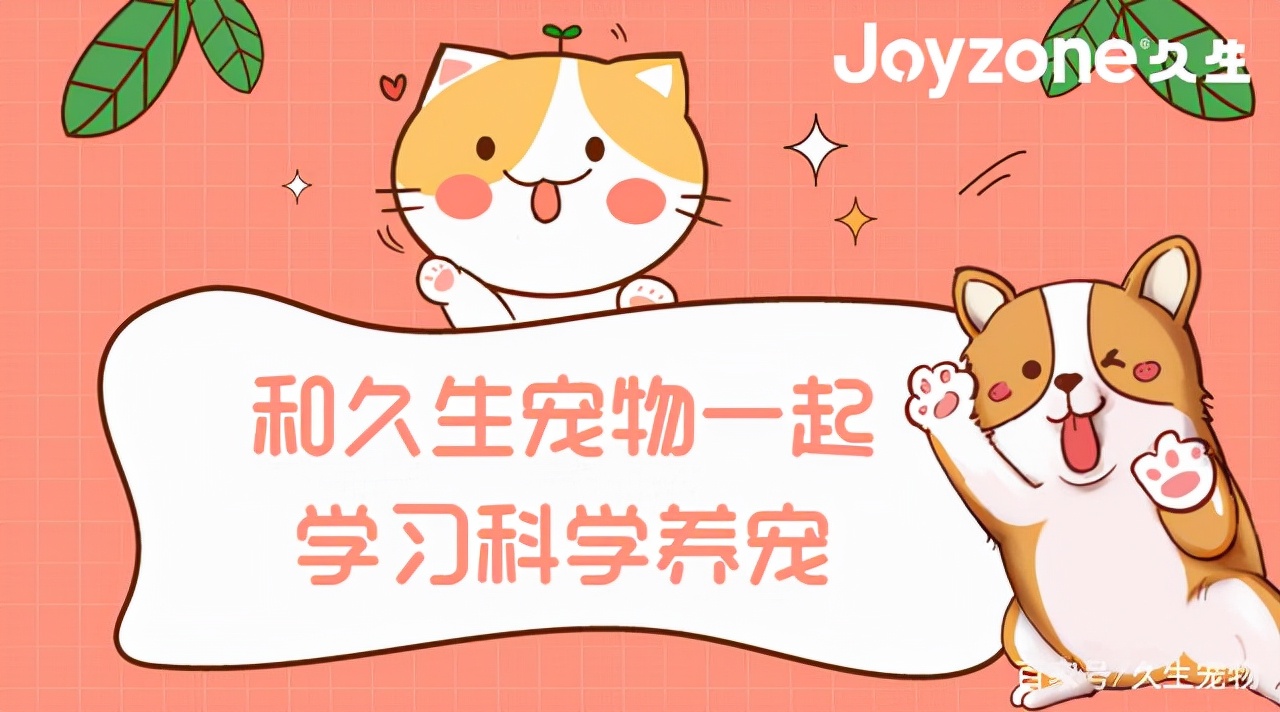 新手养狗指南必看10条注意事项,养狗喂食误区