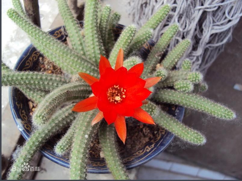 28种不同类型的仙人掌植物,多种品种仙人掌如何栽种