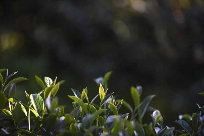 冻顶乌龙茶，“高冷”的茶中之圣
