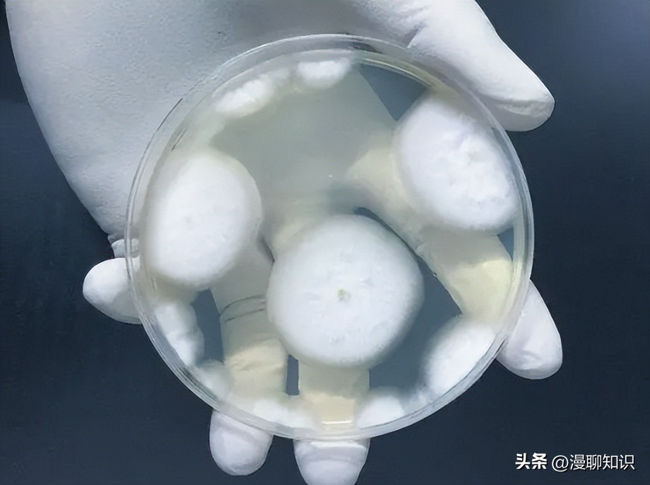 为什么乳酸菌能抑制其他细菌合成,群体感应抑制