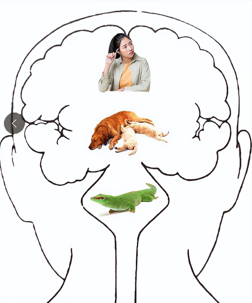 怎么样我们的大脑才能更容易学习,提高大脑学习的十大技巧