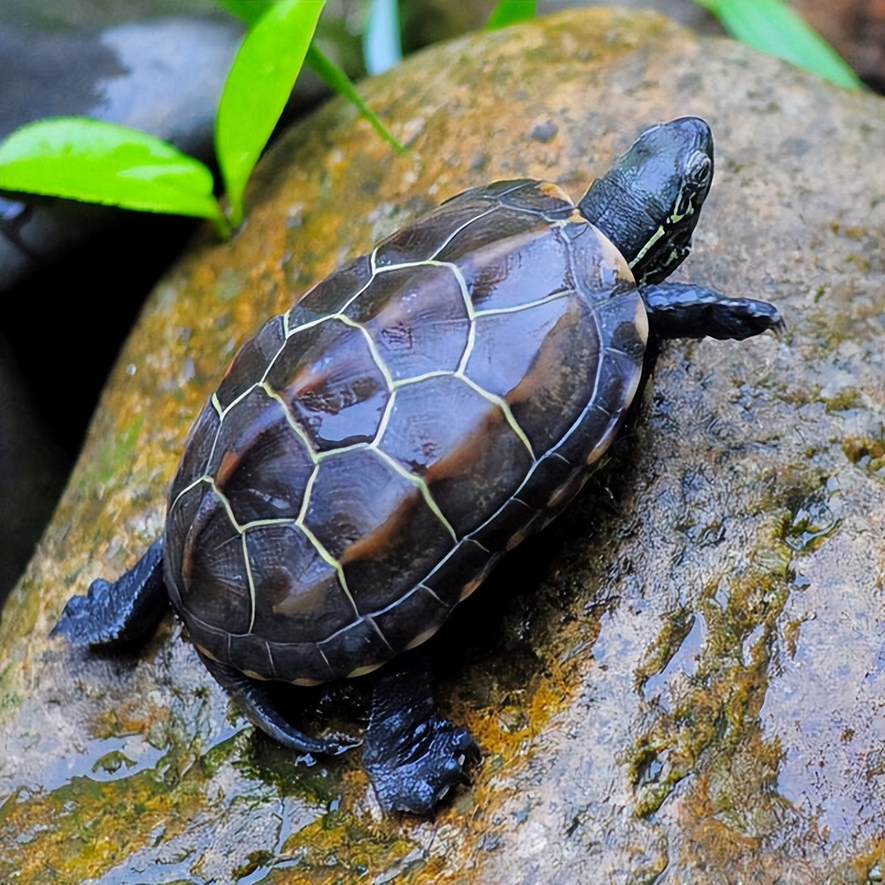 宠物乌龟饲养视频,宠物乌龟饲养方法