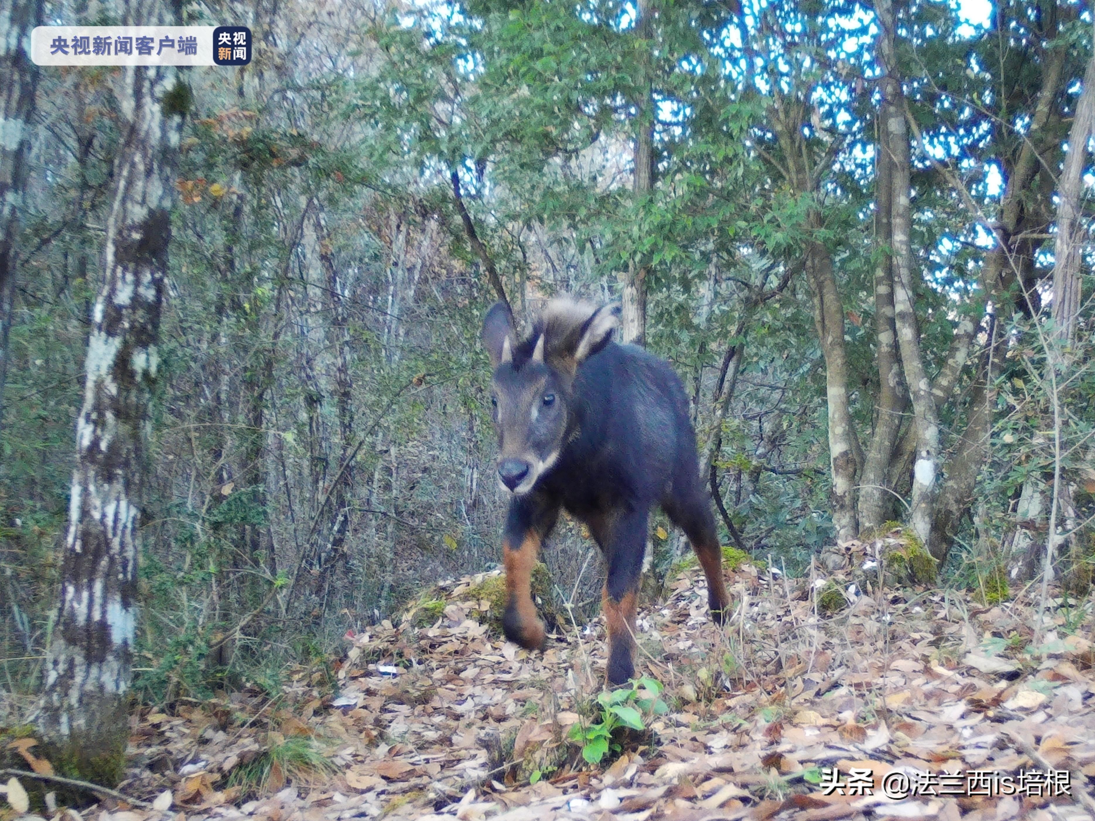 罕见的天马神兽,惊现野生神兽视频