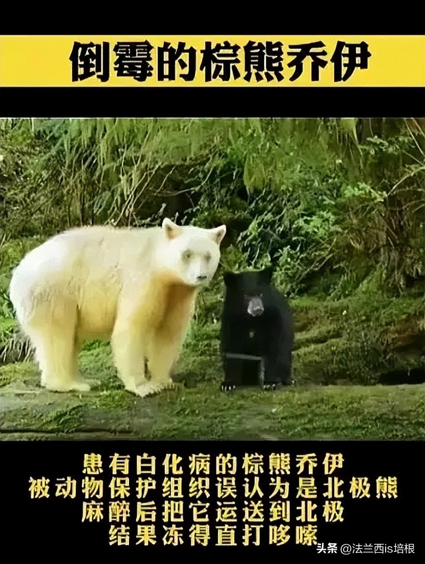 白熊和黑熊能配出黑波利吗,白熊与黑熊谁厉害