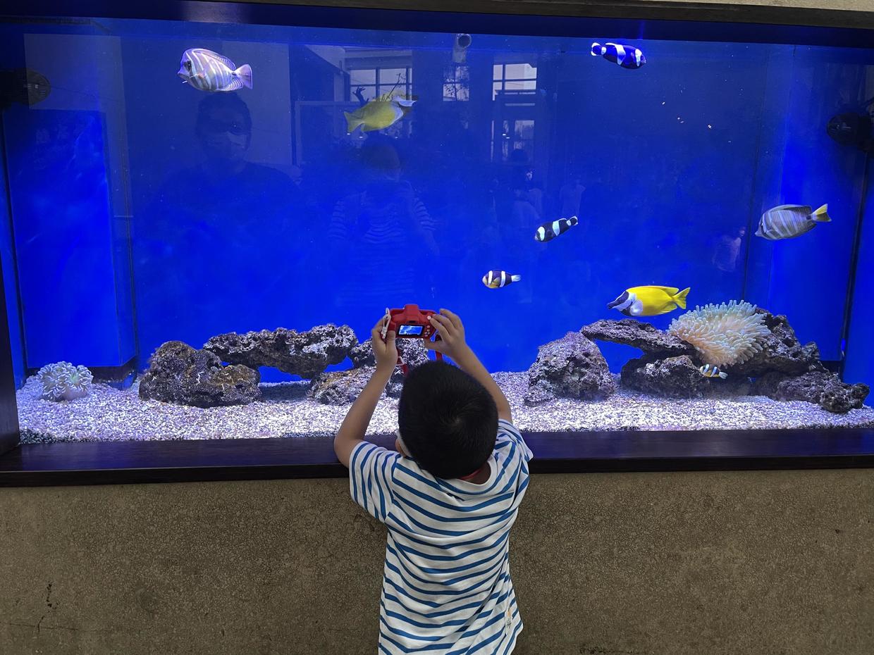 上海自然博物馆参观攻略,上海值得看的自然博物馆