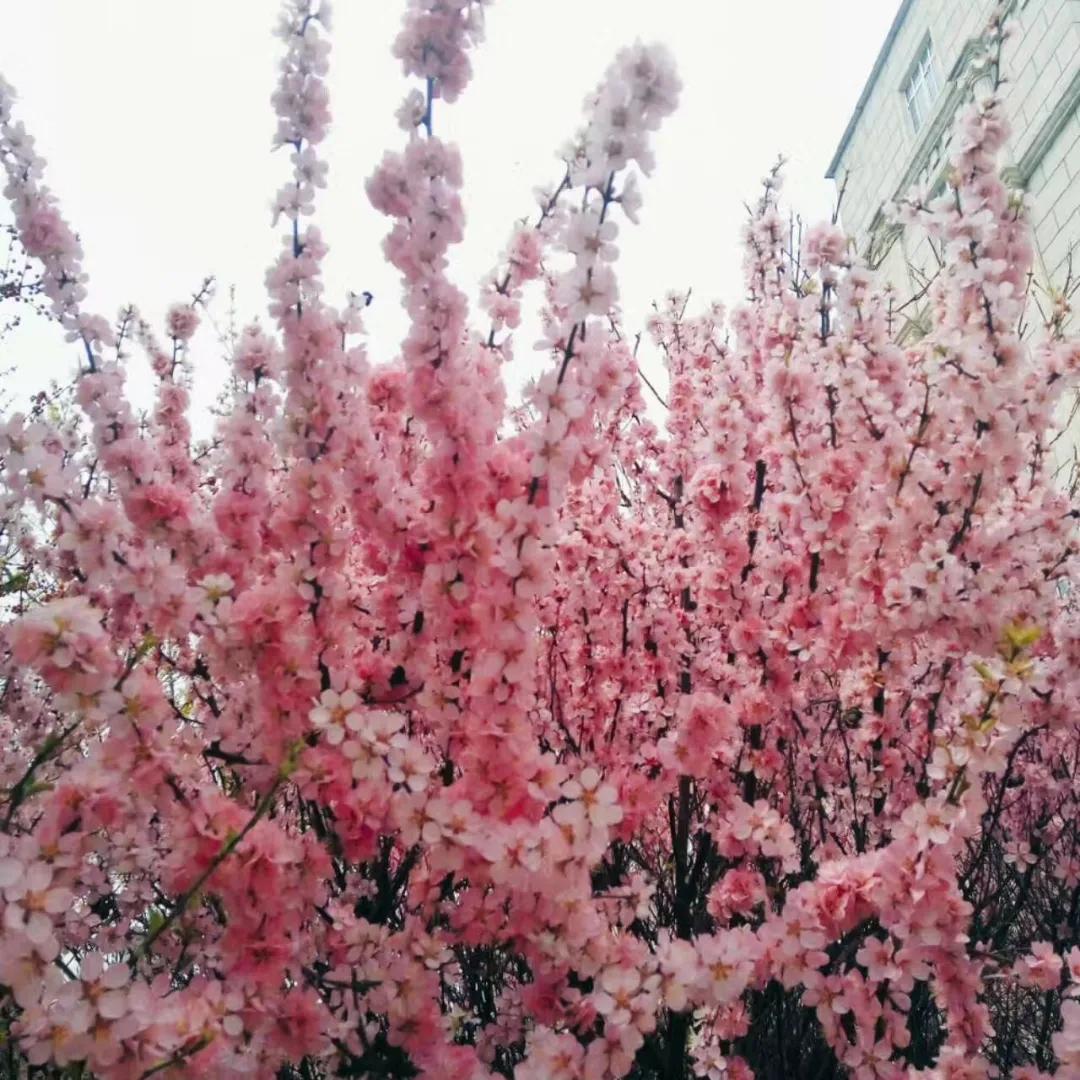 我的母校我的家乡,回母校宣传沈阳师范大学