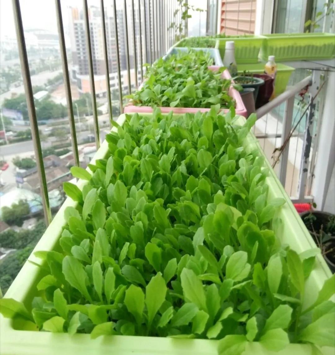 疫情期间自己种芽苗菜,疫情期间种植芽苗菜