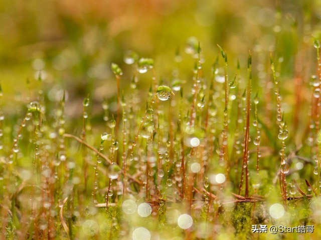 春雨惊春清谷天全诗解释,春雨里洗过的太阳