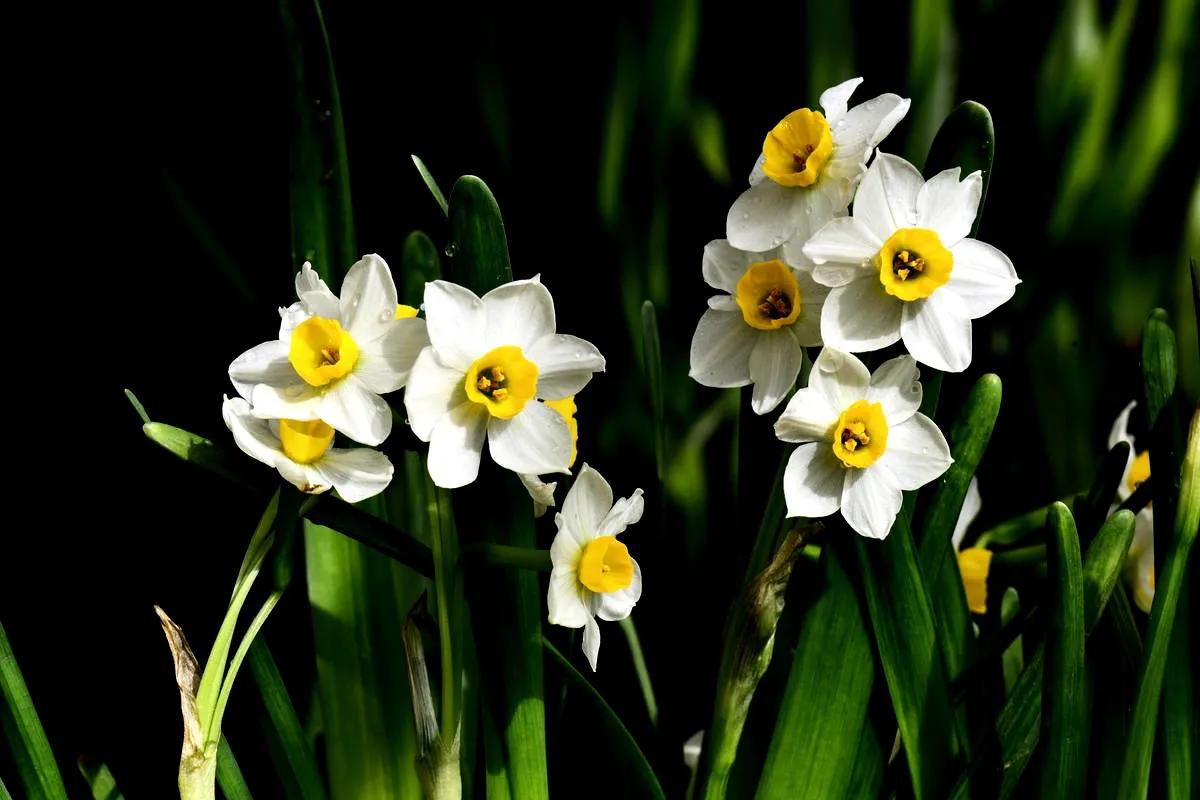 古诗词中的水仙花：飘零尘俗客再见水仙花