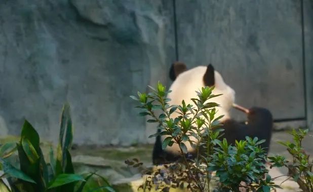 成都去北海自驾旅游攻略及花费,成都重庆九寨沟旅游攻略自由行