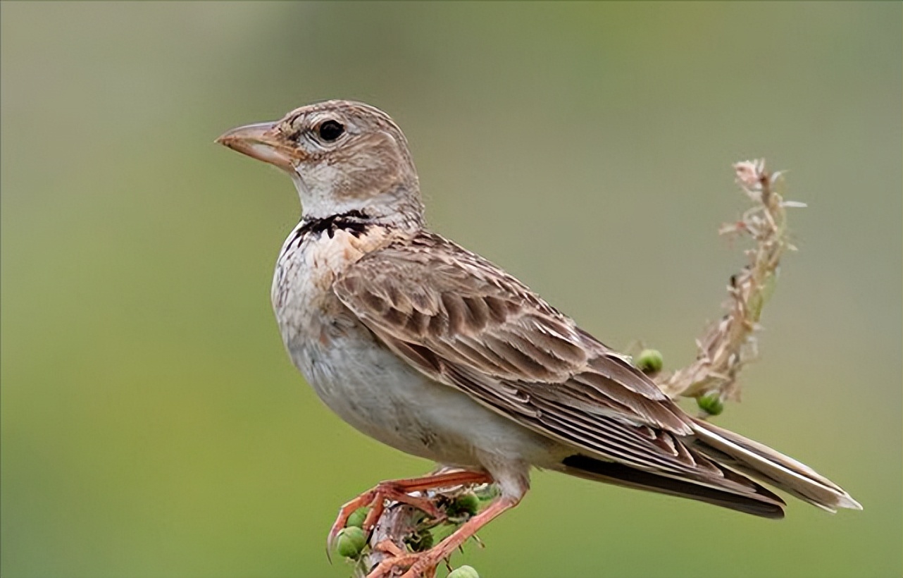 所有鸟图片大全大图,50张最佳鸟类摄影作品