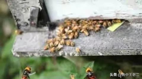 中国大虎头蜂打得过蚂蚁吗,虎头蜂入侵乡村