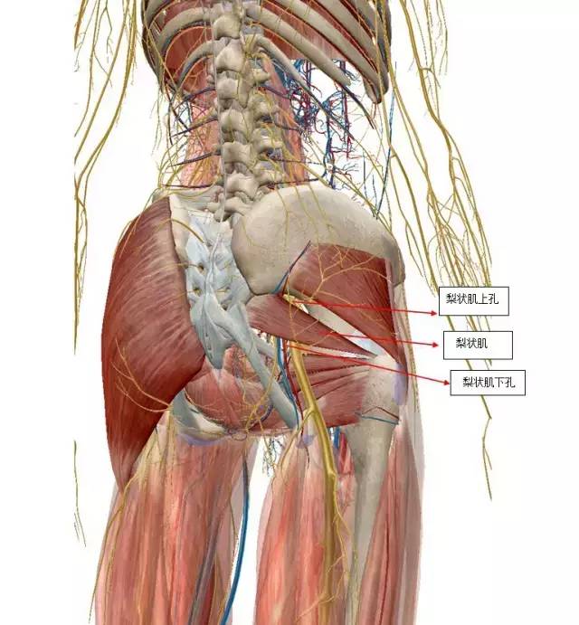 解剖基础知识,解剖基础知识教程60集