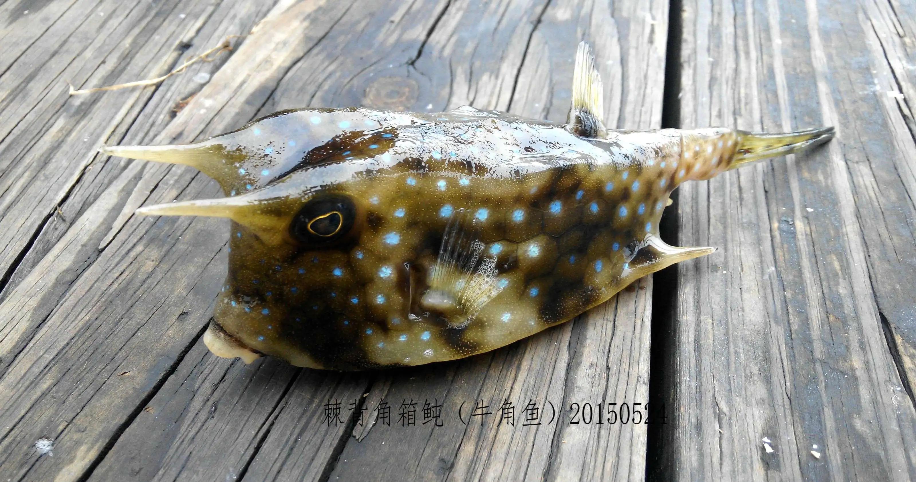 20种常见海鱼,十大常见野生海鱼