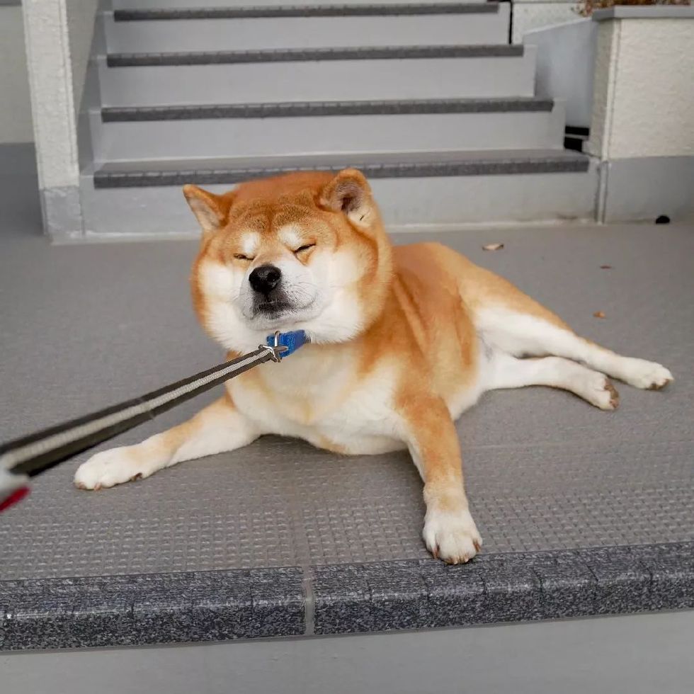 纯种柴犬大概多少钱一只,纯种柴犬价格多少钱一只