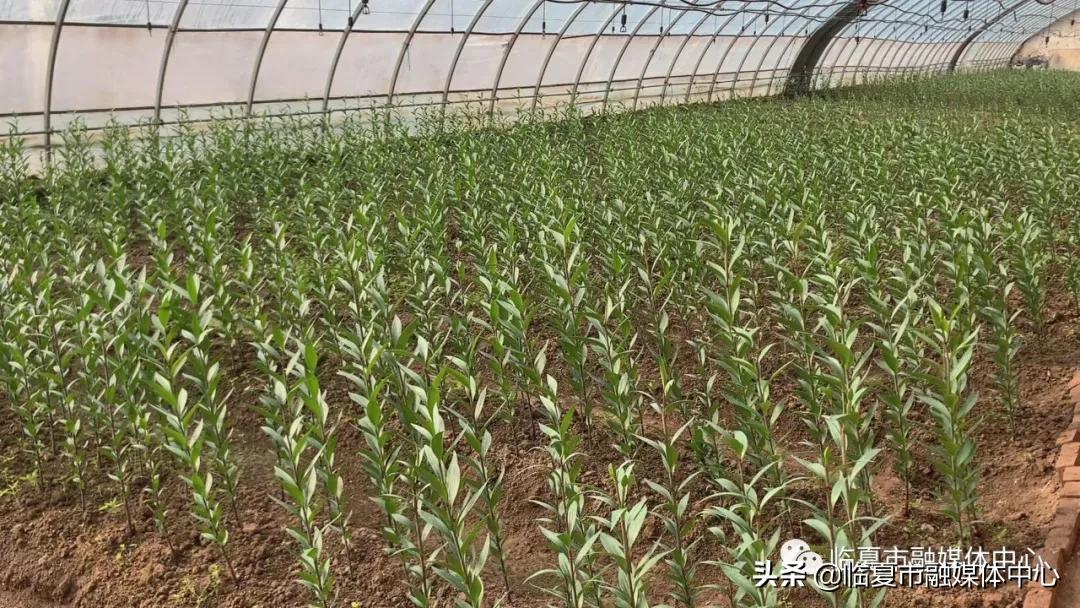 香水百合试种成功！临夏市折桥镇*庄大**村喜添“花样”产业