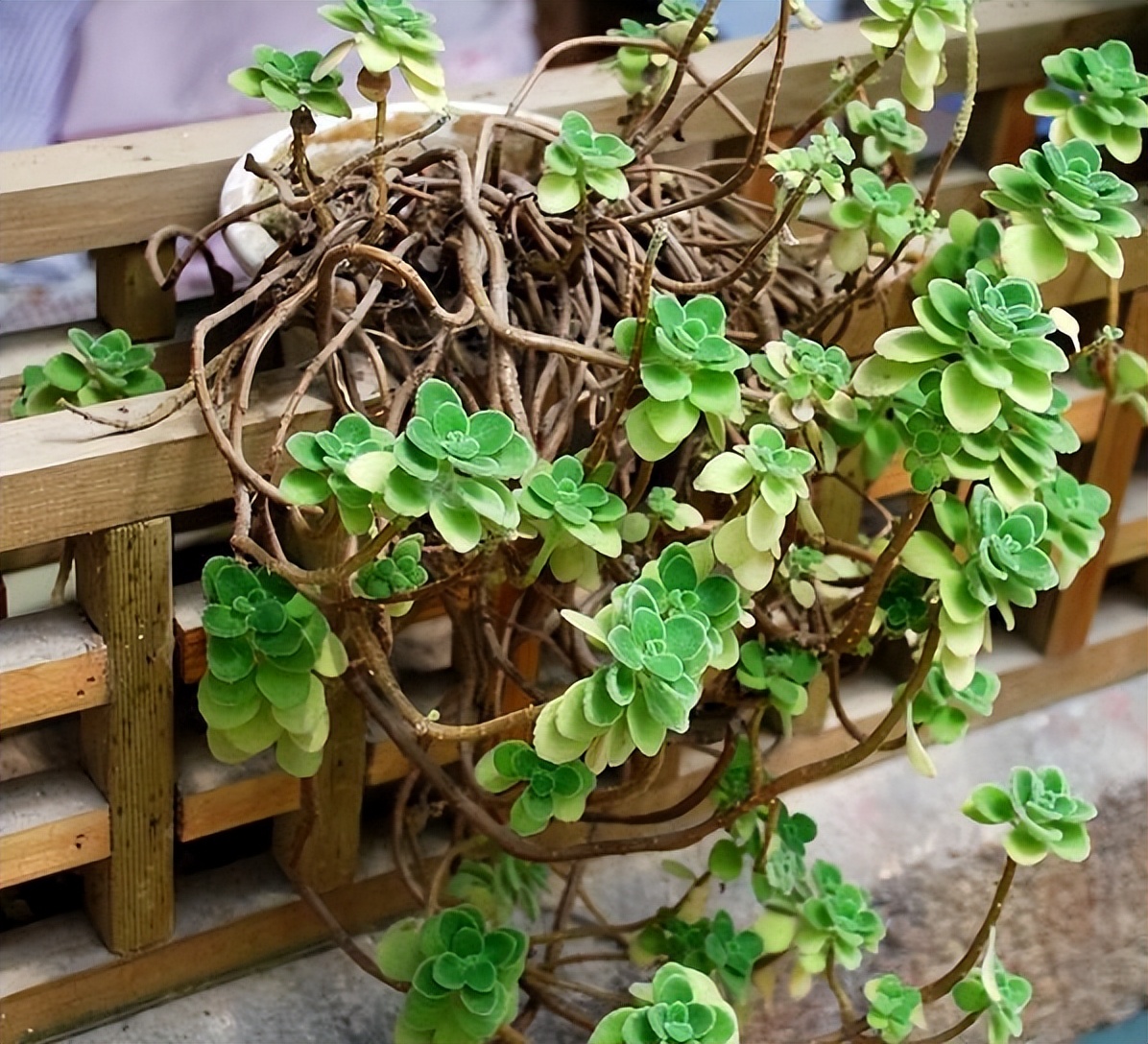 摆在家里最旺的十种花,什么花摆放卧室好养又好看