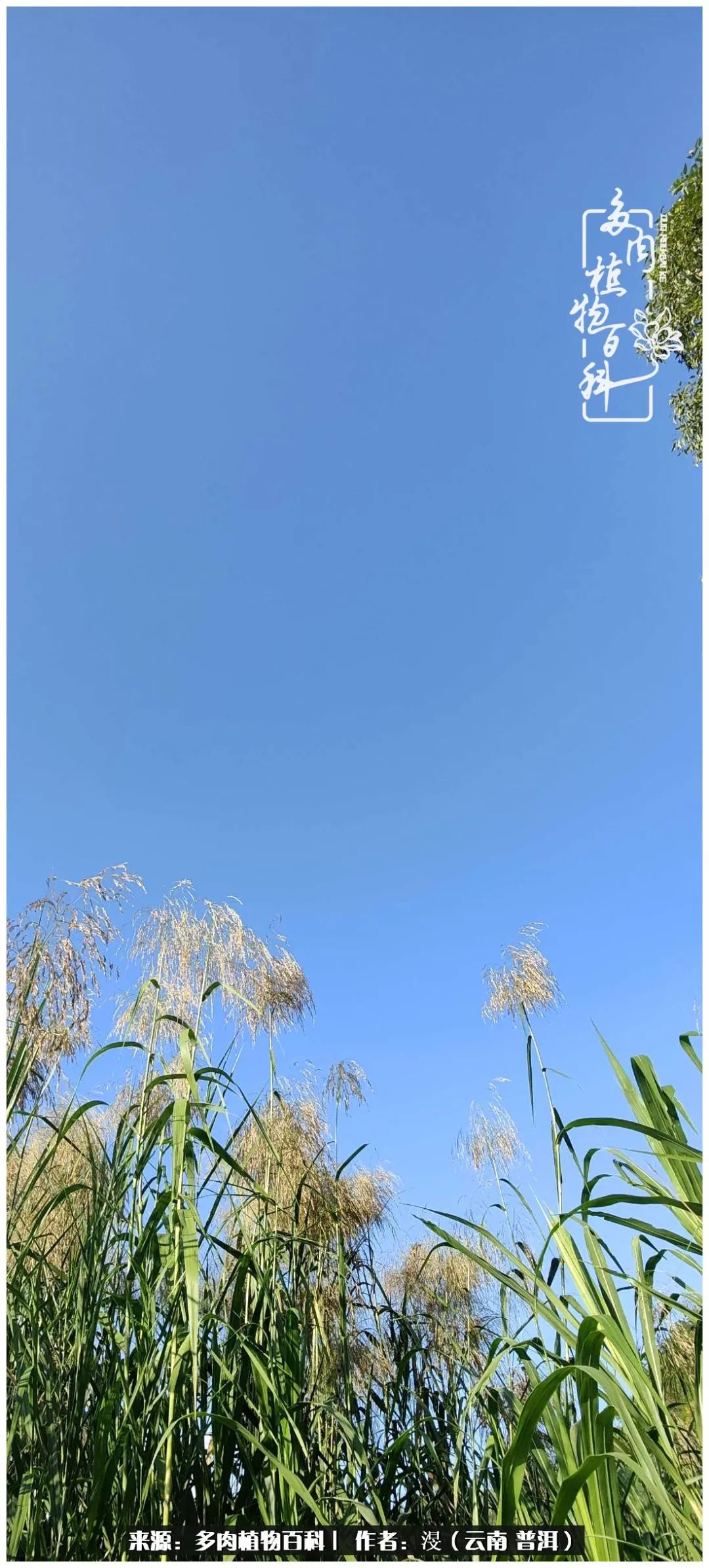 云南的冬天没有云！养肉七年，不谈得失，只论陪伴！