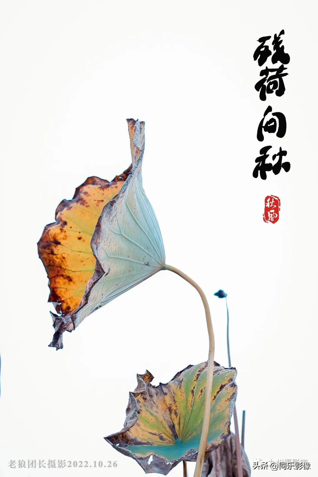 海阔凭鱼跃，天高任鸟飞---九州摄影浙江俱乐部优秀作品展