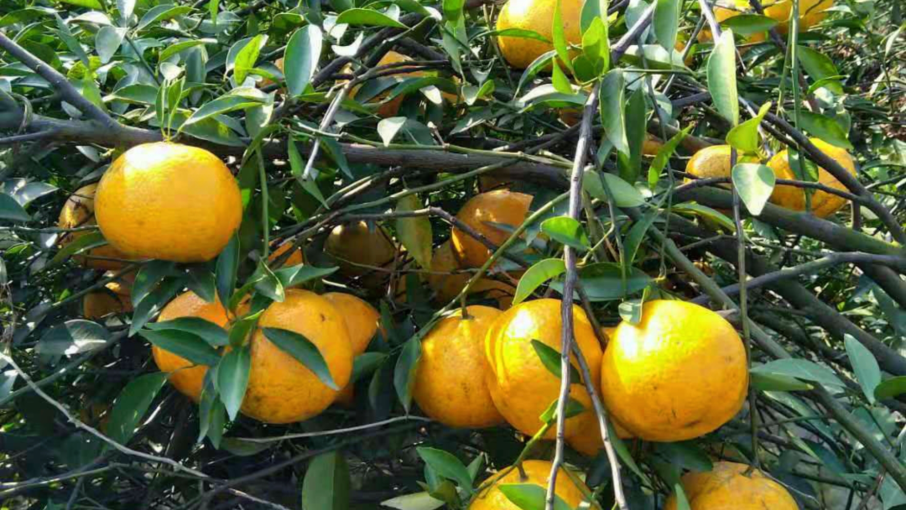 陈皮就是晒干的橘子皮？详解剧中高启强爱喝的陈皮茶