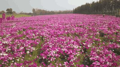 为什么衣服洗后有霉味,为什么衣服洗干净还有股霉味