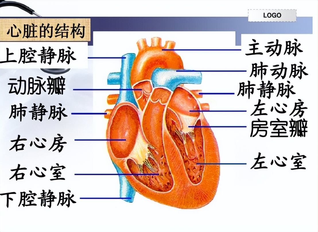胸腔镜下胸膜冷冻活检，在胸腔积液诊断中，有价值和安全性么