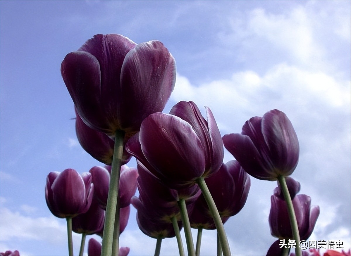 粉色郁金香的花语是,十朵郁金香粉色花语