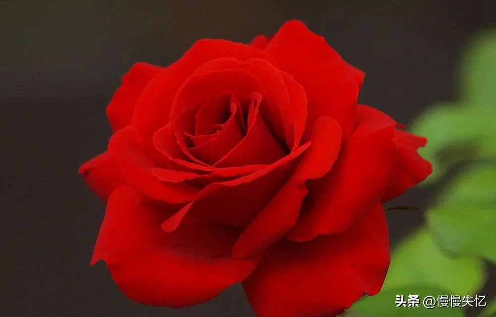 鍏充簬鐜懓鑺辩殑鍞編灏忚瘲,鐜懓鑺辨紓浜敮缇庣殑璇楀彞