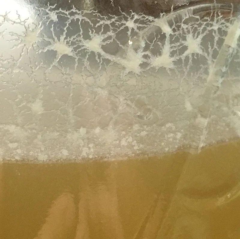 醋里面长的肥肉,醋里面长的肉