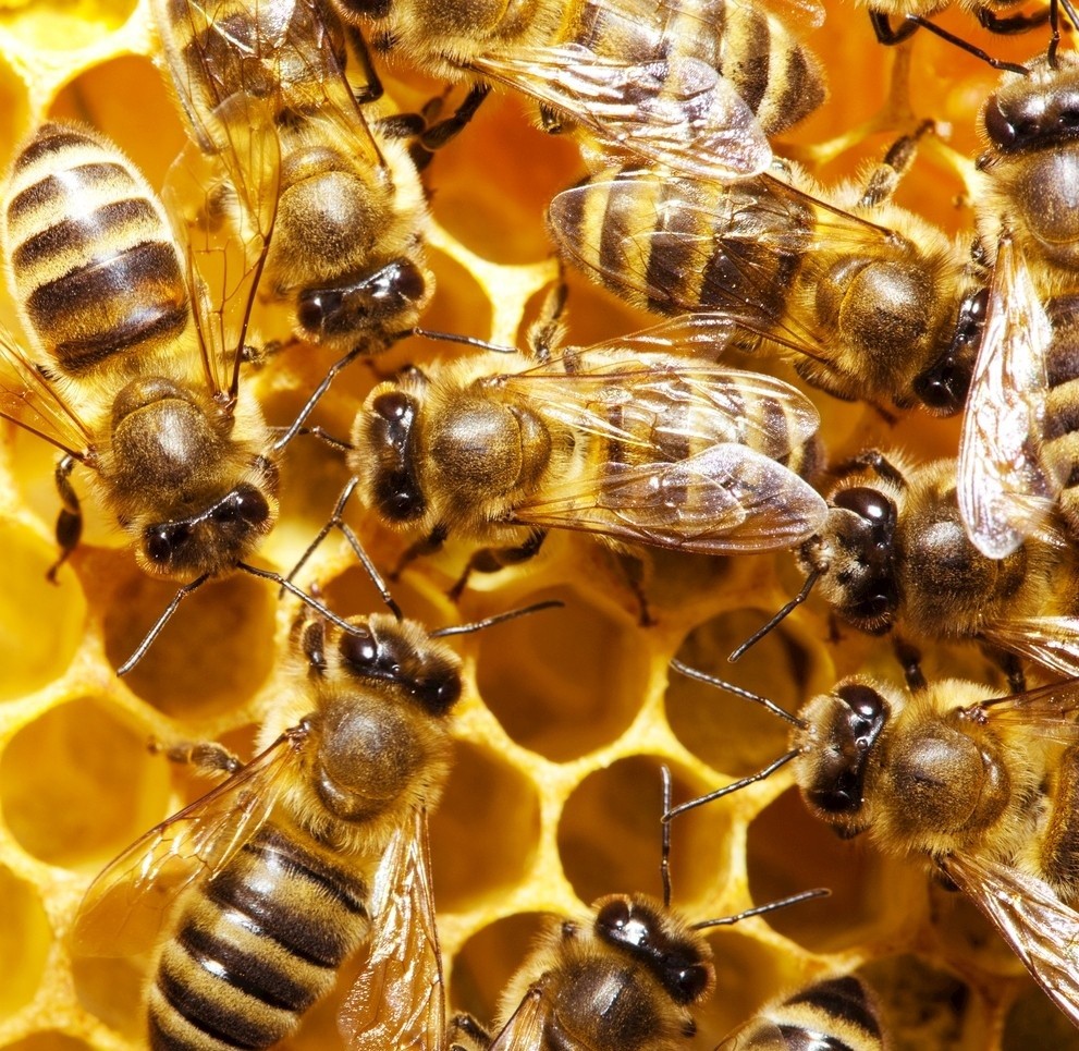 怎么分辨蜂蜜是喂糖水的,喂糖水的蜂蜜是纯蜂蜜吗