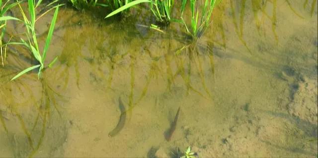 蚂蟥被吸进肚子里还能存活吗,山里的泉水有蚂蟥吗