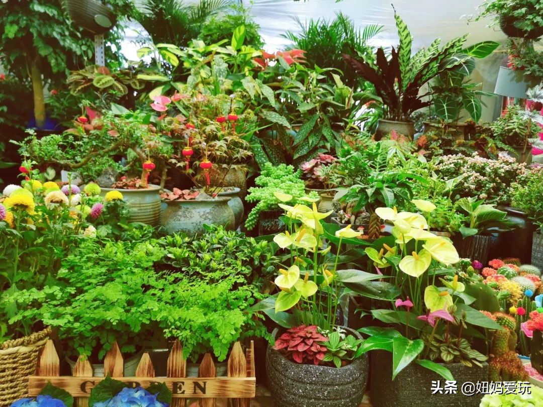 济南市市中区花鸟鱼虫市场在哪里,济南凤凰山花鸟鱼虫市场