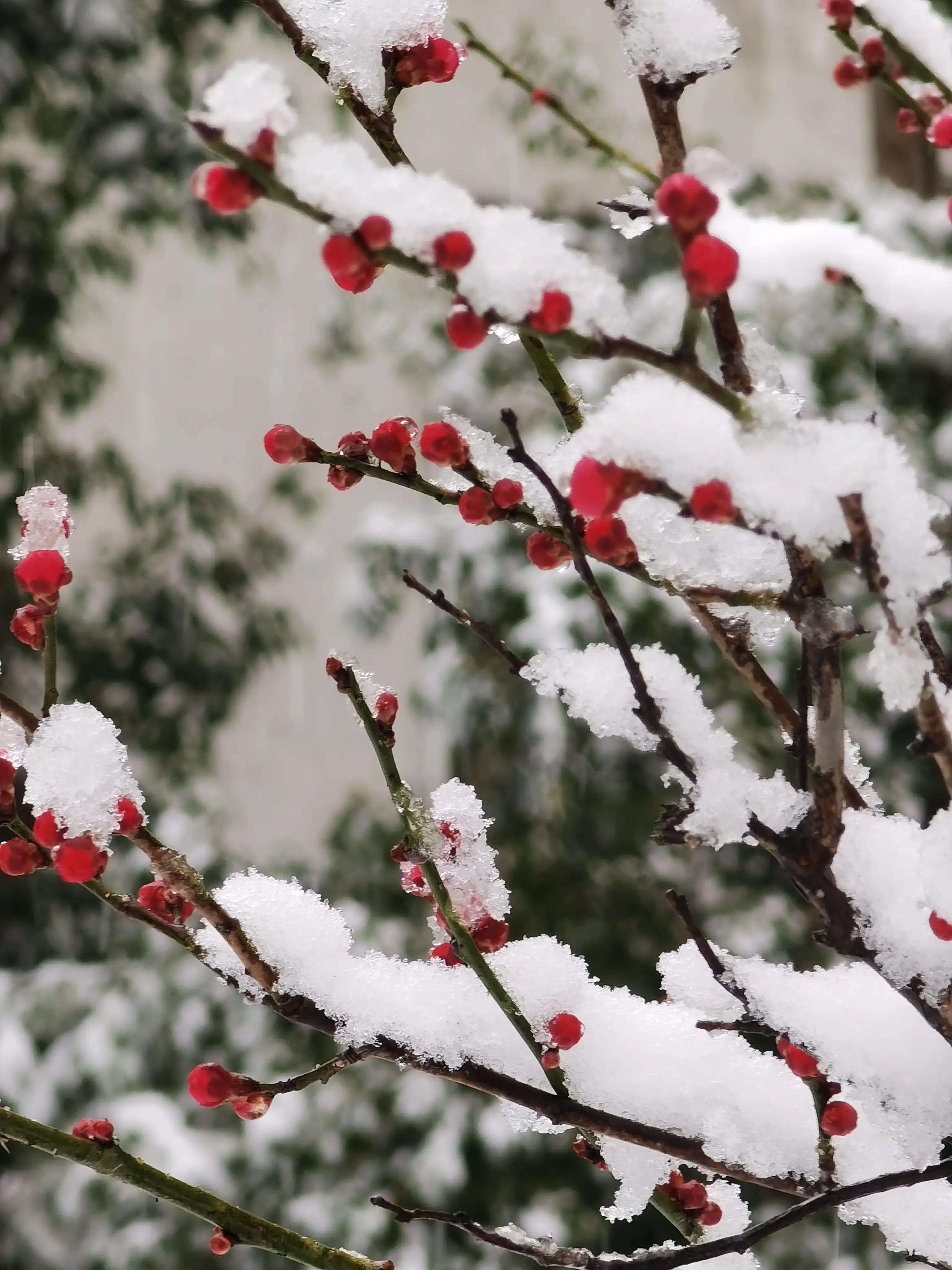 婴语奶声奶气,婴语声音视频