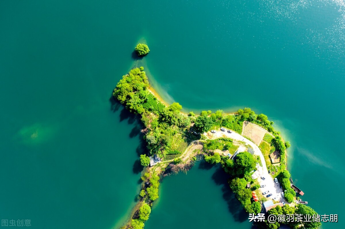 安徽茶与浙江茶哪个好,为什么都喜欢安徽茶