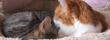 养公猫还是母猫对比视频,养公猫好还是母猫好