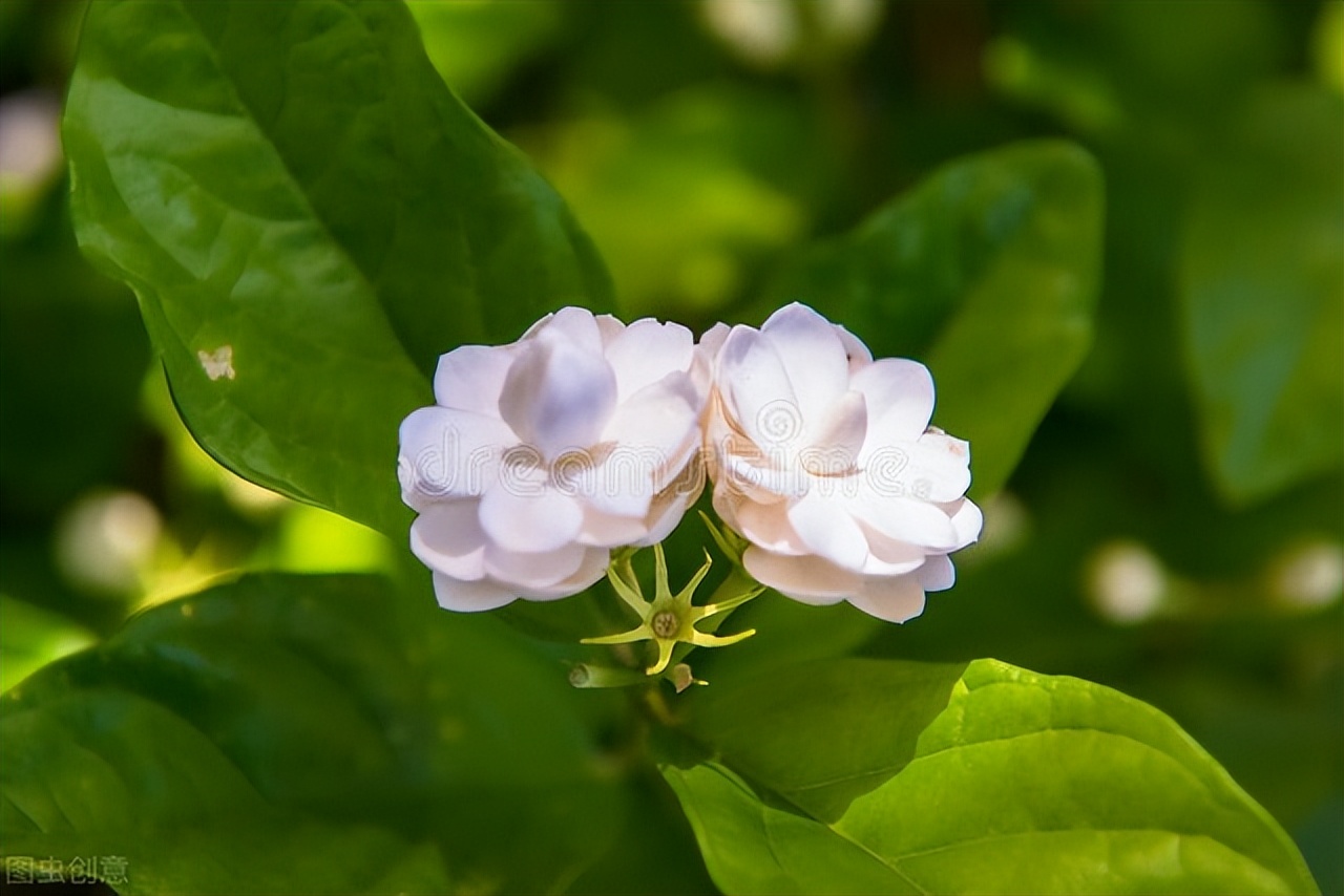 适合阳台养光照少的花四季开花,适合阳台上一年四季好养的花